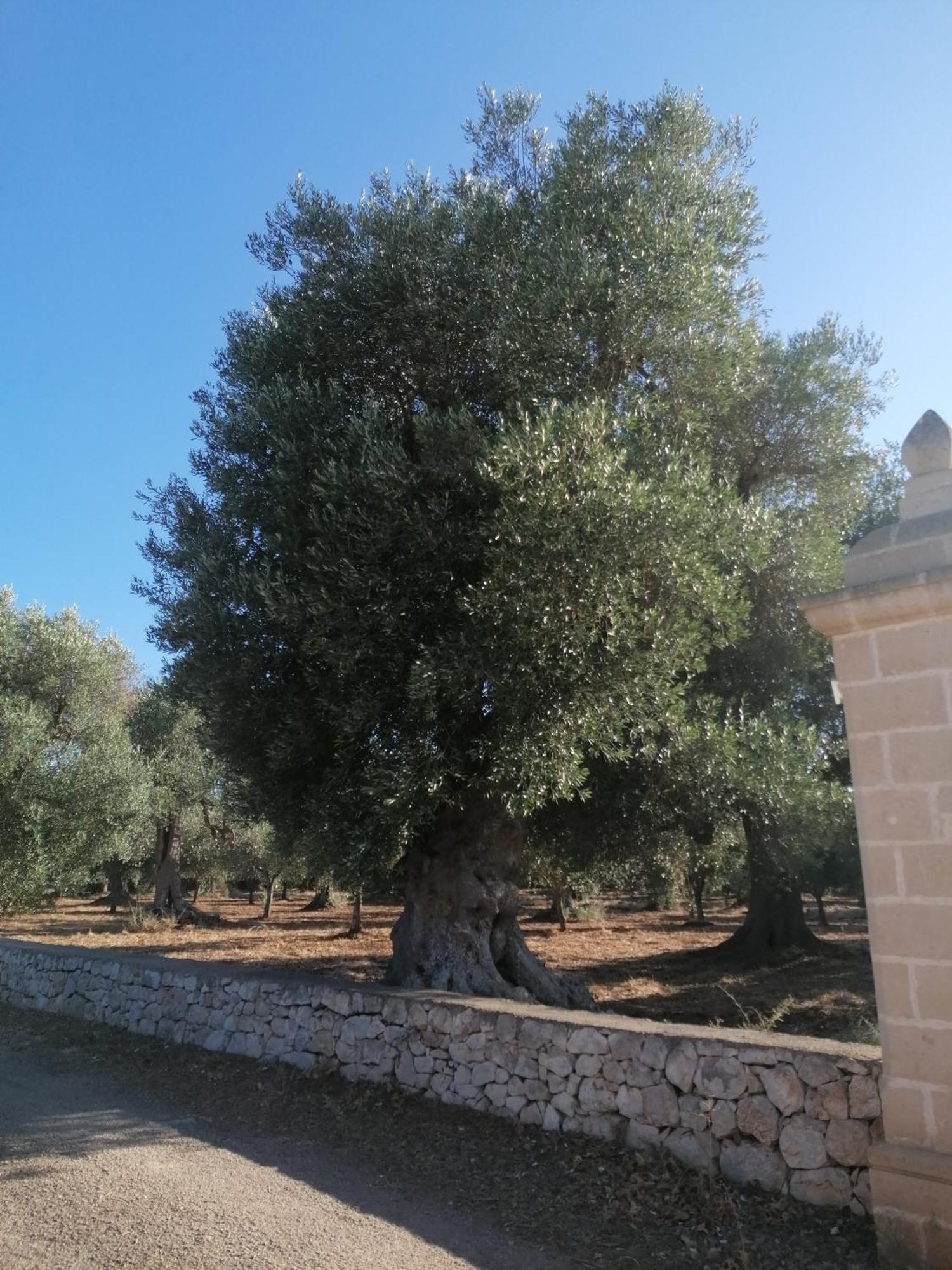 Masseria Le Betulle ซานวีโต เดย์ นอร์มานนี ภายนอก รูปภาพ