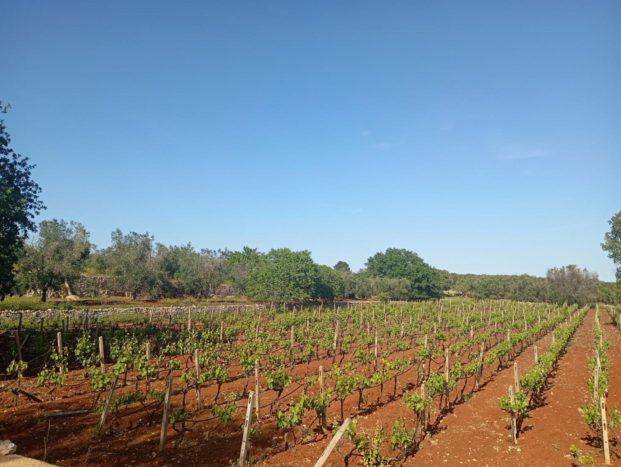 Masseria Le Betulle ซานวีโต เดย์ นอร์มานนี ภายนอก รูปภาพ